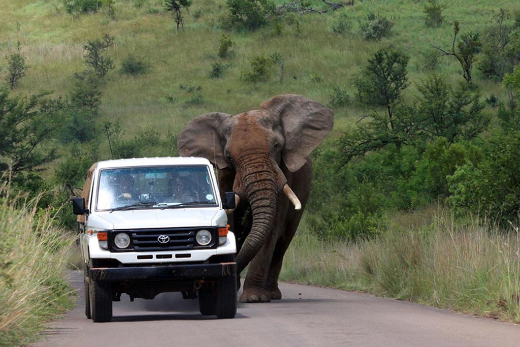 Book With Us To Explore Life By Travelling To Africa Lulu Safaris