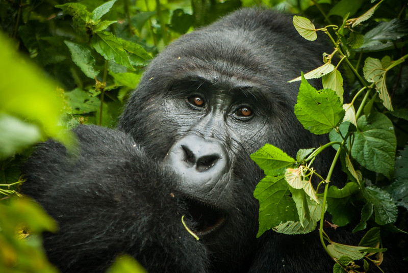 bwindi-gorilla-trek-1 (1)